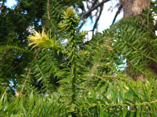 photo of the monkey puzzle tree leaves