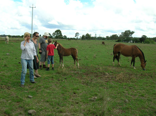 photo of the visit to the welsh ponies