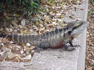 Brisbane Dragon photo