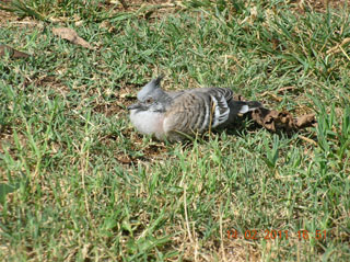 photo of a baby crested pigeon