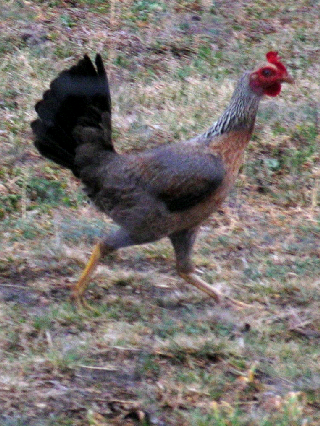 a photo of the chicken
