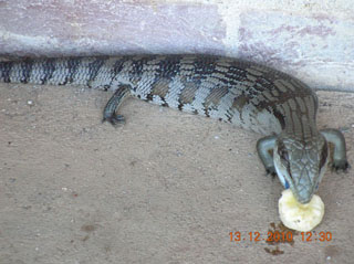 photo of the blue tongue lizard