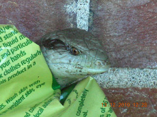 photo of the blue tongue lizard