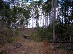 the eastern creek