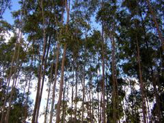 some of the trees
