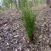 one of our grass trees