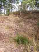 the neighbours grass trees