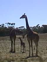 Photgraph of giraffes