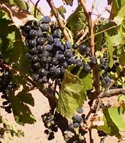 Photgraph of grapes