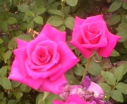 Photgraphs of roses
