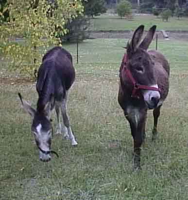 Photograph of donkeys