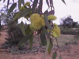 photo of flowering gum