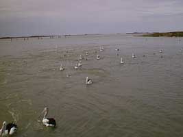photo of pelicans feeding