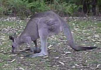 photo of Eastern Grey Kangaroo