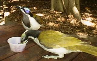 photo of honeyeaters