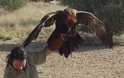 photo of a Wedge-tailed Eagle