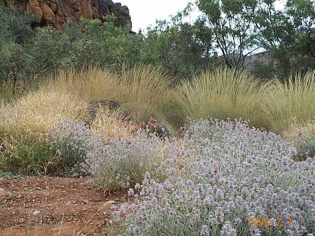 photo of the wild flowers at Corroboree Rock