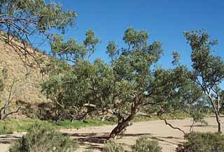 photo of a River Red Gum