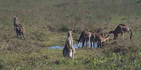 photo of grey kangaroos