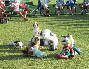 photo of Dog holding court