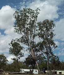 photo of a tree being felled