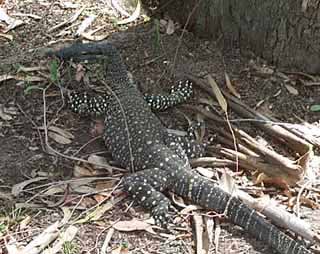 photo of a lace monitor