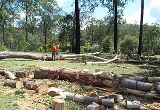 photo of the tree fellers at work