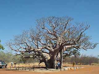 photo of the boab tree