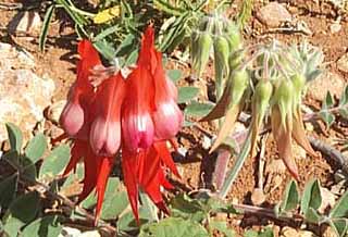 photo of sturts desert pea