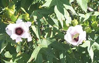 photo of desert rose