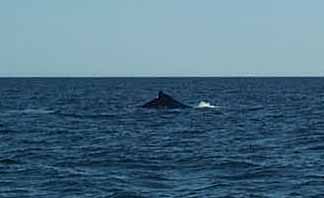 photo of whale