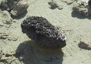 photo of a stromatolite