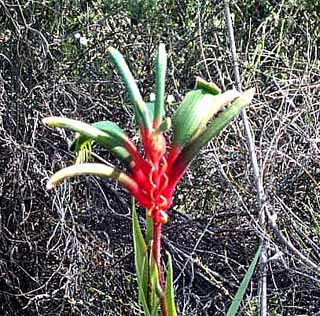 photo of a kangaroo paw