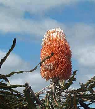 photo of a banksia