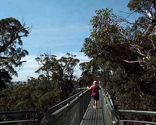 photo of jean way up in the tree tops