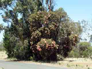 photo of a flowering gum in the national park