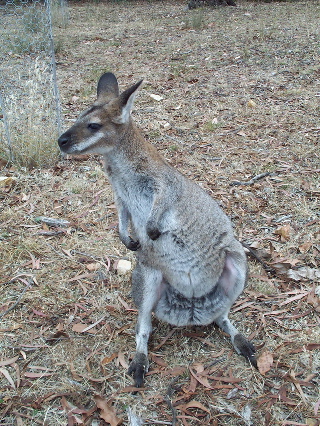 photo of a red-necked wallaby