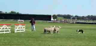 photo of a sheep dog trial