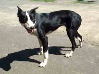 photo of a sheep dog