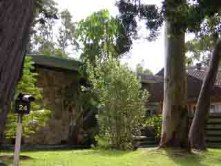 photo of al's banksia trees at bluegum crescent