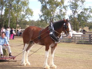 photo of a shire horse