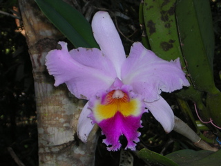 photo of an orchid