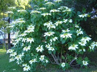 photo of a poinsettia tree