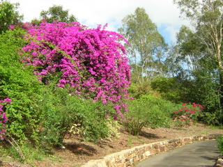 photo of the botanical gardens