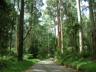 photo of the forest