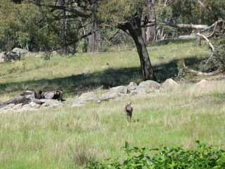 phot of a fleeing kangaroo