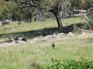 phot of a fleeing kangaroo