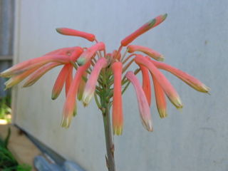 photo of another flower