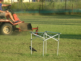 photo of the plover defending the nest