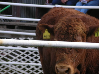 a bull